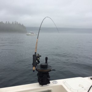 Media 'fog at the Breadline (Cracroft)' in album 'boardwalk at Telegraph Cove'