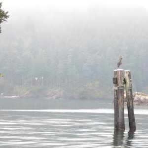 09-28-14 San Juans 7 - Doe Island State Park