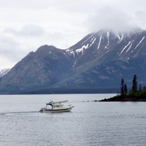 Silvertip on Atlin Lake.