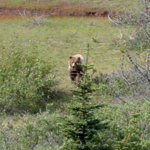 Sow Grizzly with a yearling cub that charged us on Llewellyn glacier hike.  I fired a bear banger at about 100 meters and she went the other direction and so did we.