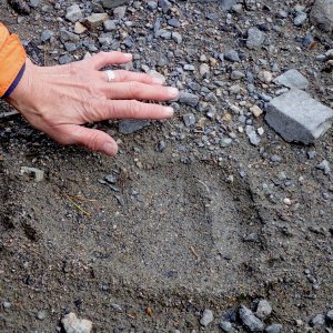 Grizzly Bear track in Sloko Inlet.