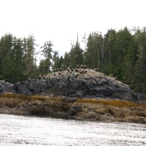 Southbound-DSC06568 A few eagles near Reid Passage.