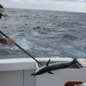 a small wahoo going in the box Oct 1st 2012 Hatteras,N.C.