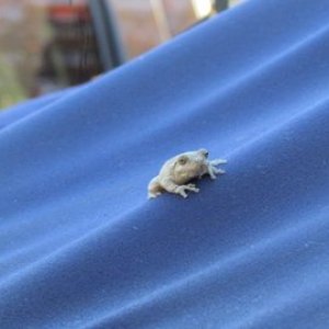 This tree frog is always hanging around the boat