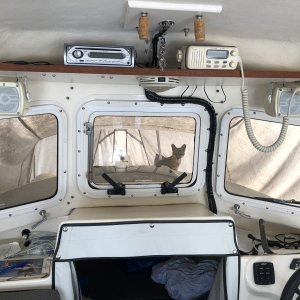 Media 'Gray Fox taken up residence' in album 'SF Pier 52 Boat Ramp 2'