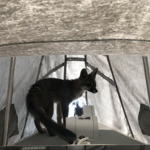 Media 'Gray Fox taken up residence 2' in album 'SF Pier 52 Boat Ramp 2'