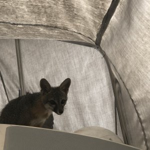 Gray Fox Closeup