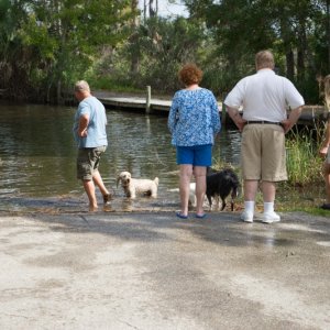 While the pig cooks, dogs have a swim.