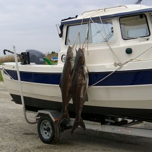 Media 'Pair of 50's' in album 'C-dory will raise fish'