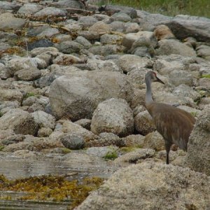 The Elusive Sandhill Crane. So we are told.