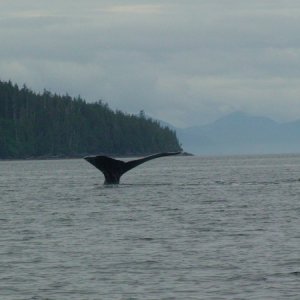 More Whales.