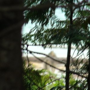 Wolf on the beach through the trees.  Powerful swimmers. Darn the autofocus camera! Someday I will graduate to a real camera.