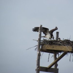 Please identify this bird and it's off spring.I'm thinking it's an Osprey