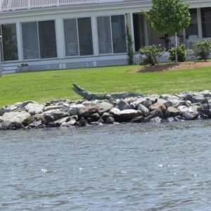 Media 'Knapps Narrows a short cut into the Little Choptank River and then up Broad Creek to the San Domingo Creek and we anchor up for the night just outside of St. Michaels and dinghy into town for dinner.Oh yeah the fake gator on the front lawn' in album 'Our take off point Duffy's Creek Marina,on the Sassafras river 8 miles off the Cheaspeake Bay Fredricktown, Md. Excellent deep water launch ramp,fee 12 dollars, rig parking 6.00 dollars per day, trancient slip 1.75 per foot. all amenities including pool launch, showers fuel dock with gas and diesel. If you look carefully you can see a 22 C-Dory Cruiser Salt-C  just to the rear and left of the launch ramp area.'