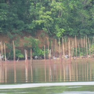 back on the Sassafras river Fish trap at low tide Grey Herrons working the area