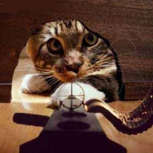 My TomCat when I post something
