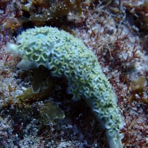 Media 'Lettuce slug' in album 'Christmas tree worm'