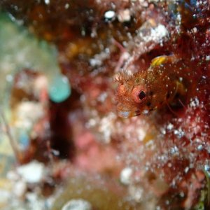 Media 'Spinyhead blenney' in album 'Christmas tree worm'