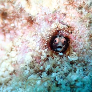 Media 'Spinyhead blenney' in album 'Christmas tree worm'