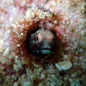 Media 'Spinyhead blenney' in album 'Christmas tree worm'