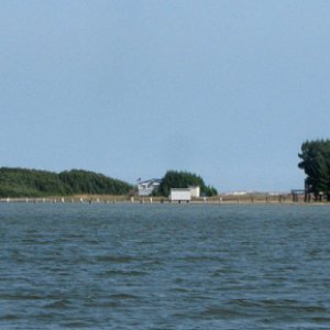 Trees shaped by the wind