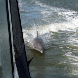 Dolphins in the ICW