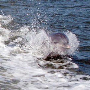 Media 'Yep, more dolphin play' in album 'Cleaning cushions'