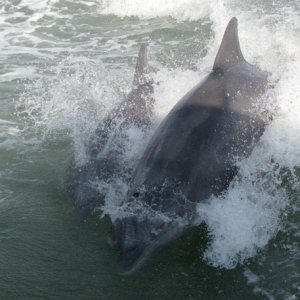 More dolphins playing in our wake