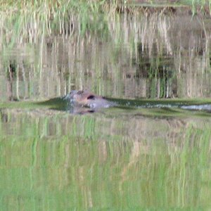 (Pat Anderson) A busy beaver on Kettle River.