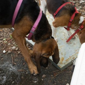 The next morning, there is the "pig pan" to clean up--and we have two volunteers.