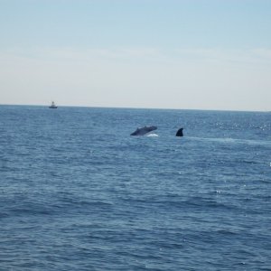 This whale was slapping the water.