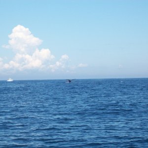 Media 'Whale 2' in album 'Fluke'