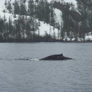 Media '' in album 'Prince William Sound, AK - May 2-3, 2008'