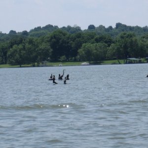 Don't boat where birds stand