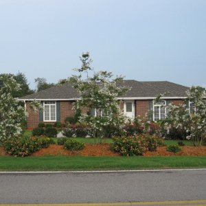 summer flowers