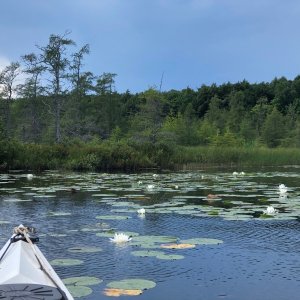 Water lillies blooming