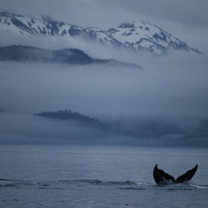 whale tail around Inian Island