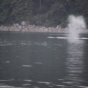Media 'no shortage of whales' in album 'Brady Glacier'