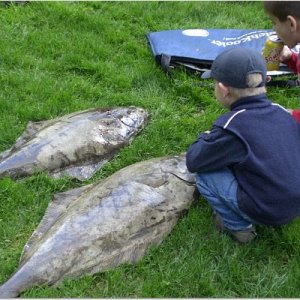 Can you say fish and chips?