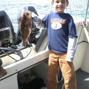 Media 'Alden's quillback rockfish' in album 'Eastern Bank Halibut, caught on the Susan E'