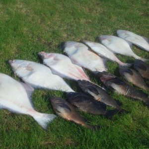(catdogcat) A good days fishing.  Lots of good eating chickens.