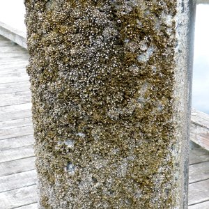 Rain poles: Barnacles close when something passes by