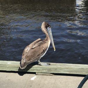 Pelican