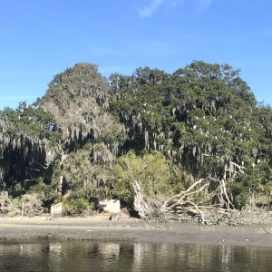 Bird trees here on Cumberland Island also.