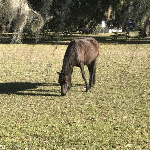 Wild horse on Cumberland Island at Plum Orchard