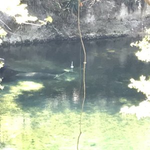 Blue Springs Manatees
