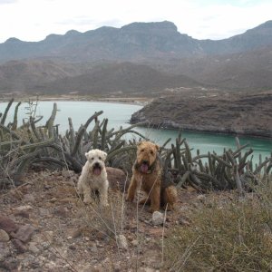 Atop San Evaristo hills trying to see when No Problem was going to be arriving - boy, was it windy and lots of funny cactus's