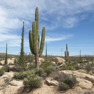 strange cactuses of Mexico - Catavina