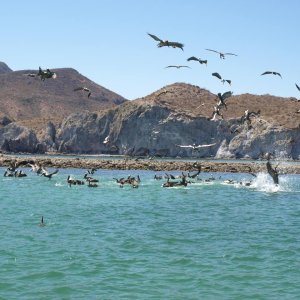 Pelicans and more pelicans