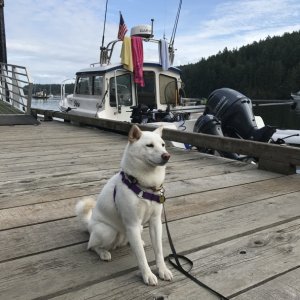 Media 'Yuki at Reid Harbor' in album 'Prevost Harbor, Stuart Island'